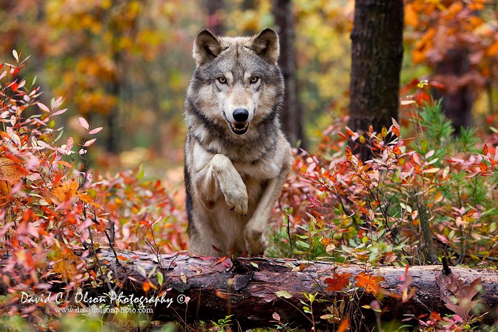 Gray Wolf, wildlife photograph by David C. Olson