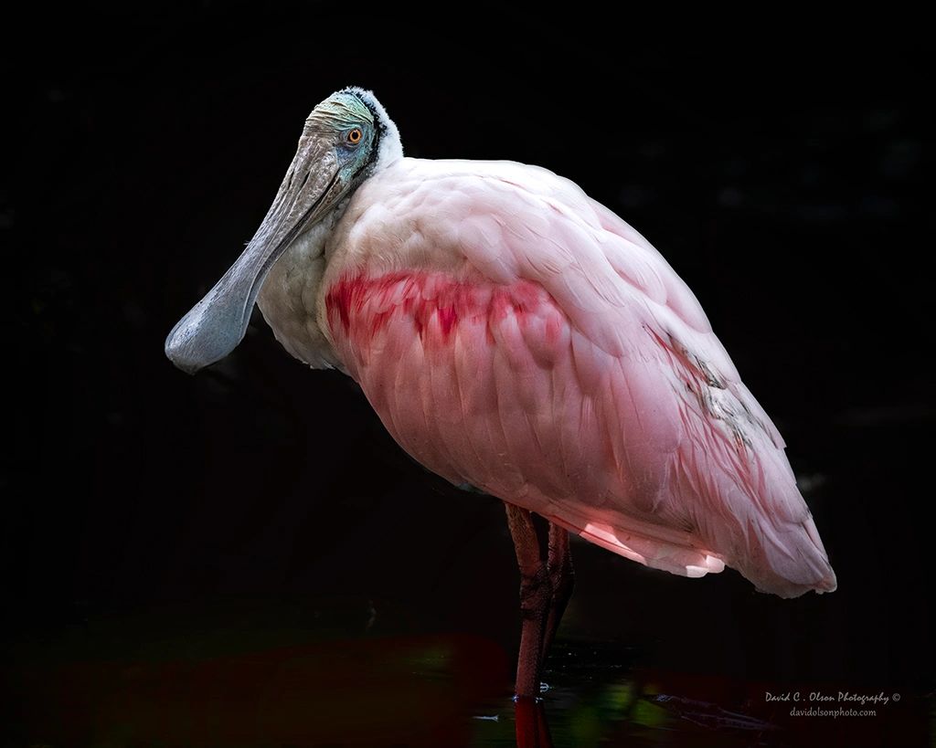 Roseate Spoonbill, wildlife photograph by David C. Olson